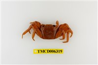 藏品(白紋方蟹)的圖片